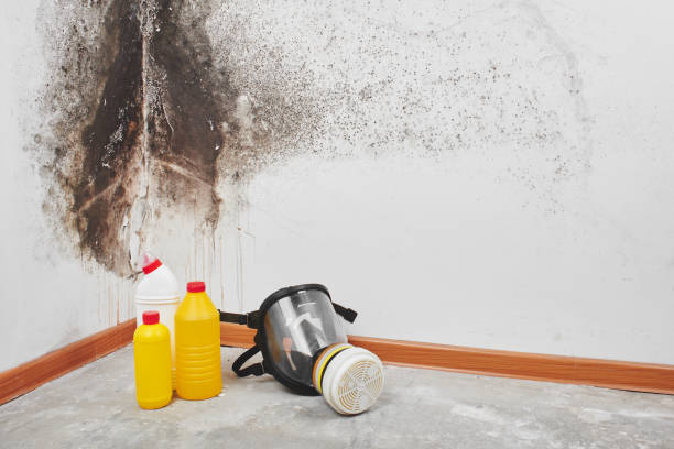 Best Mold Testing  in Livingston, TX