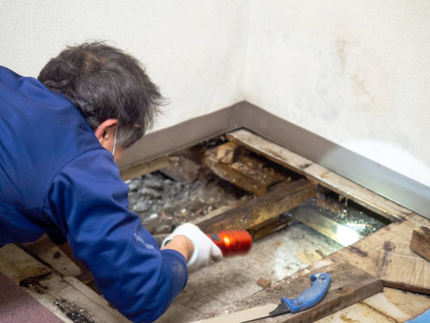 Mold Removal Process in Livingston, TX
