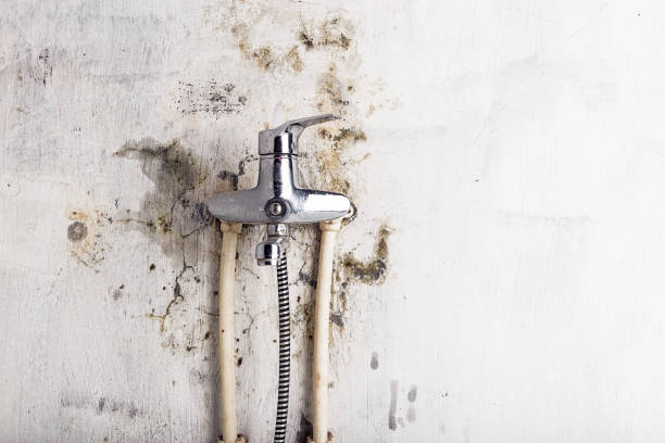 Best Home Mold Removal  in Livingston, TX