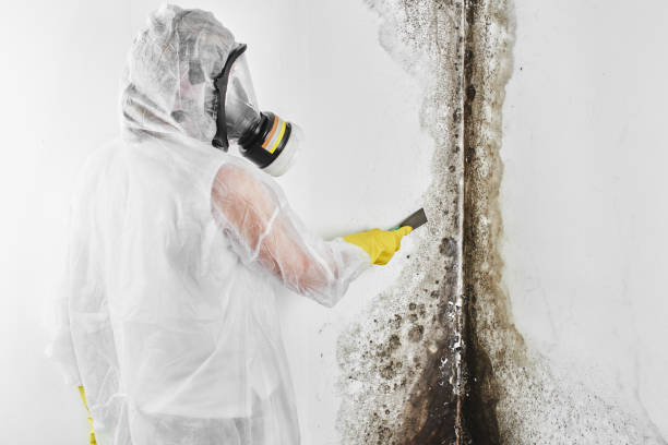 Best Crawl Space Mold Removal  in Livingston, TX