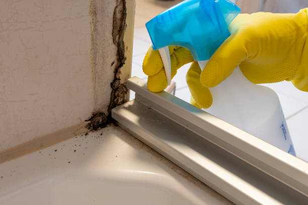 Best Mold Removal and Inspection  in Livingston, TX