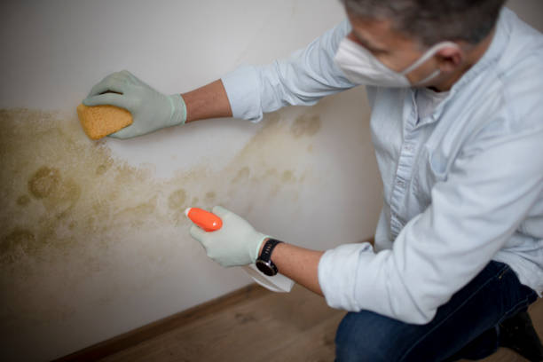 Best Residential Mold Removal  in Livingston, TX