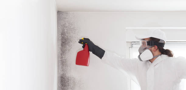 Best Commercial Mold Removal  in Livingston, TX