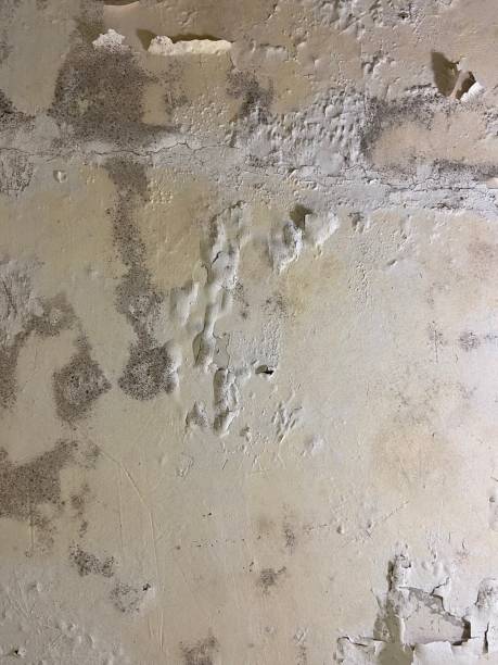 Best Toxic Mold Removal  in Livingston, TX