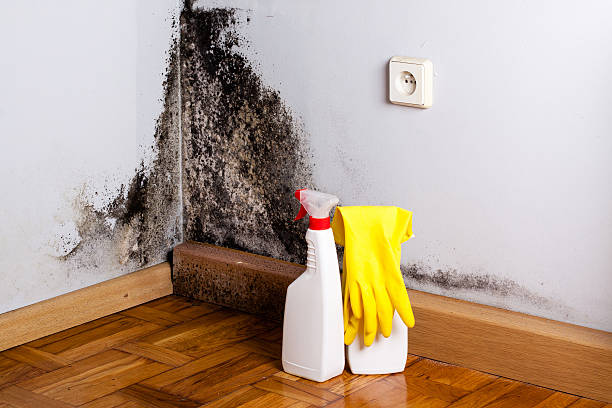 Best Office Mold Removal Services  in Livingston, TX
