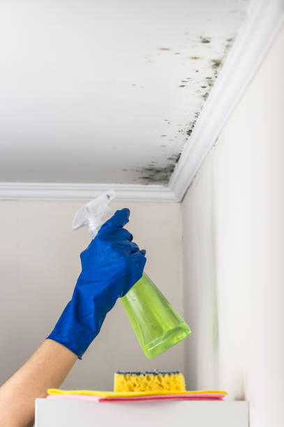 Best Local Mold Removal Service  in Livingston, TX
